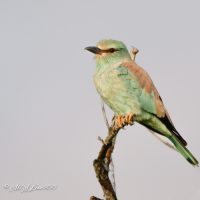 European Roller