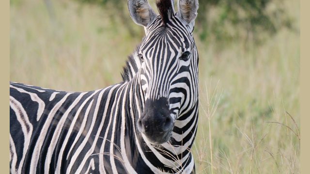 Zebra